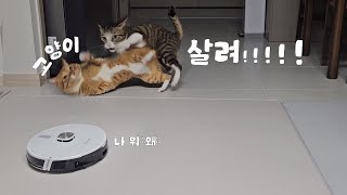 SUB) 고양이와 로봇 청소기의 첫 만남  | 고양이 브이로그 | cat vlog by 전자 고양이 솜뭉치 2,742 views 2 months ago 4 minutes, 29 seconds