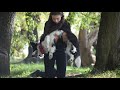 Amazing dog tricks by border collie Lena
