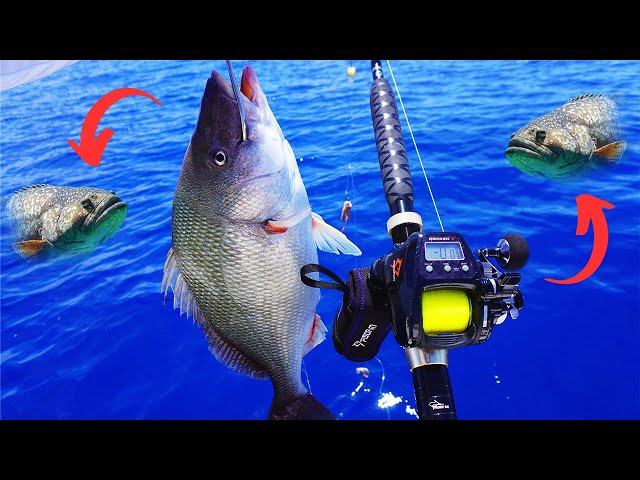 automatic deep sea fishing reels The cheapest Electric Deep Drop Reel {catch and cook]