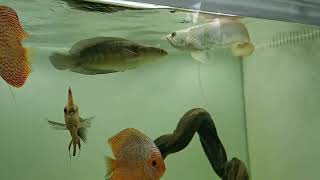 Channa Yellow Sentarumshort Body Vs Albino Silver Arowanadiamond Tail