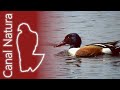 Cuchara común (Spatula clypeata) Northern Shoveler 4K