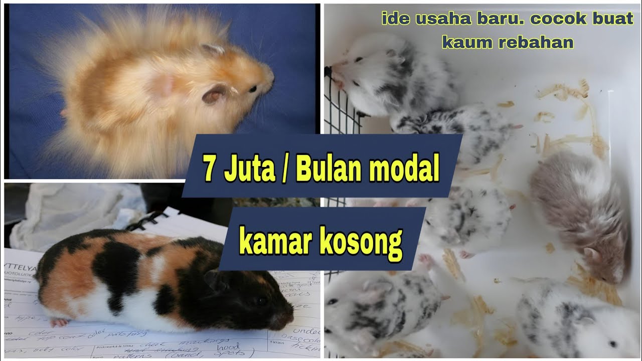 HAMSTER SYIRIAN VARIAN ‼️omset nya ga main main