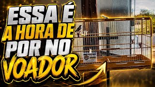 SEU COLEIRO SÓ PODE IR PRO VOADOR DEPOIS DA MUDA , APÓS ESSE COMPORTAMENTO @manotom 