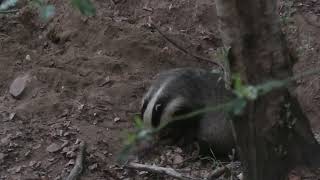 Wild Scottish Badgers - big male collecting bedding and clearly thinking - is that mine? Nah. by Chris Sydes 60 views 11 months ago 20 seconds