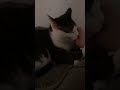 Zera and Verity #cats #cat #love #kitty #foryoupagereels