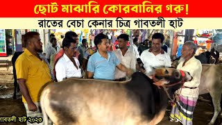 কোরবানির উপযোগী ছোট ও মাঝারি গরুর বাজার দর দেখুন! qurbani cow price 2023