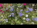 Plant Profile, Nigella, Love-in-a-Mist