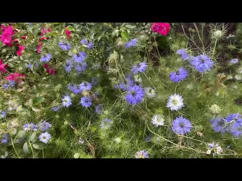 Video: Nigella Damascus flower: photo, planting and care