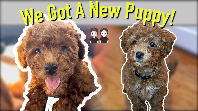 Bringing Our 3 Month Old Toy Poodle To The Park For The First Time! |  Fluffy Waffle - Youtube