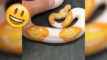 The FIRST Ever EMOJI Animal is a PYTHON! | What