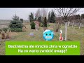 Bezśnieżna ale mroźna zima w ogrodzie. Na co warto zwrócić uwagę?