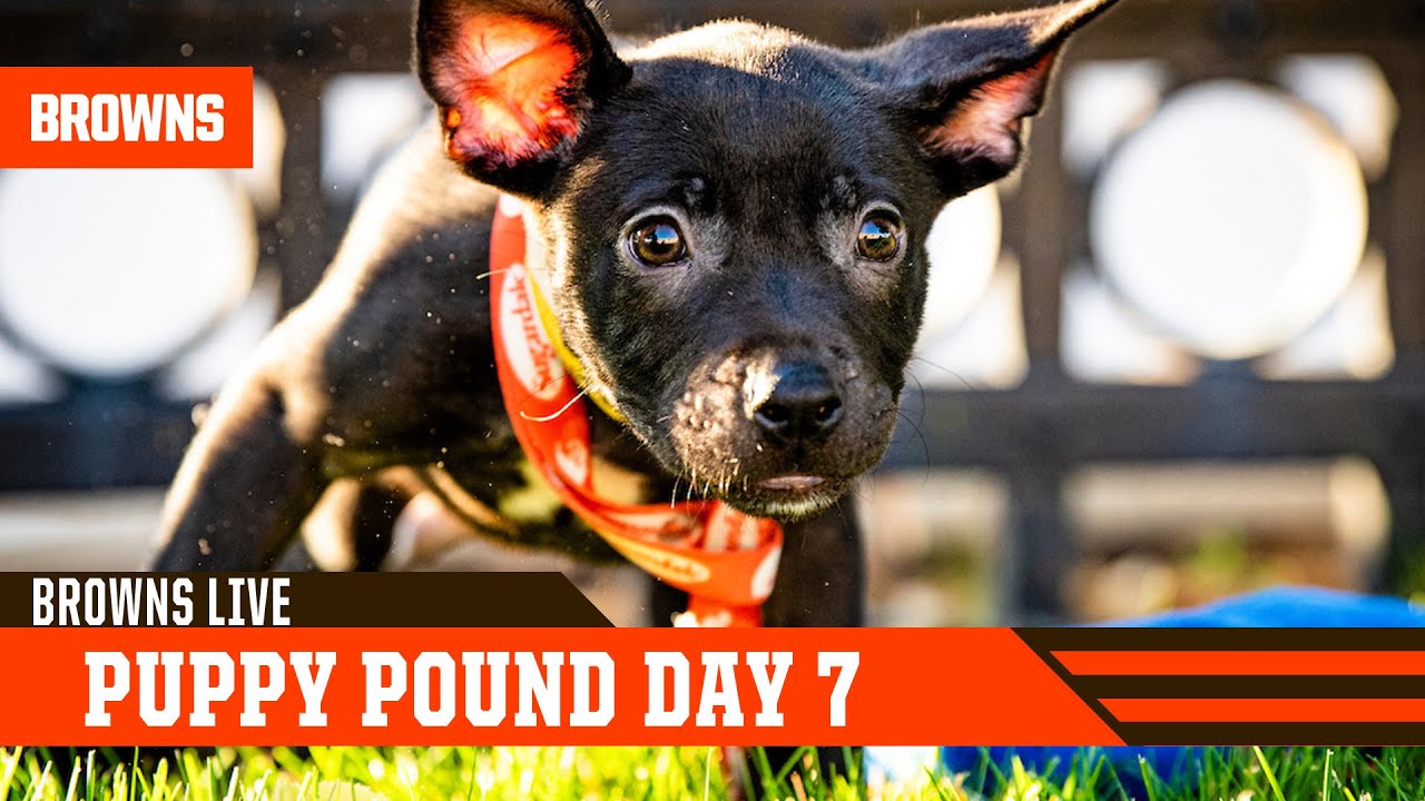 Puppy Pound Day 7 | 2020 Training Camp - YouTube