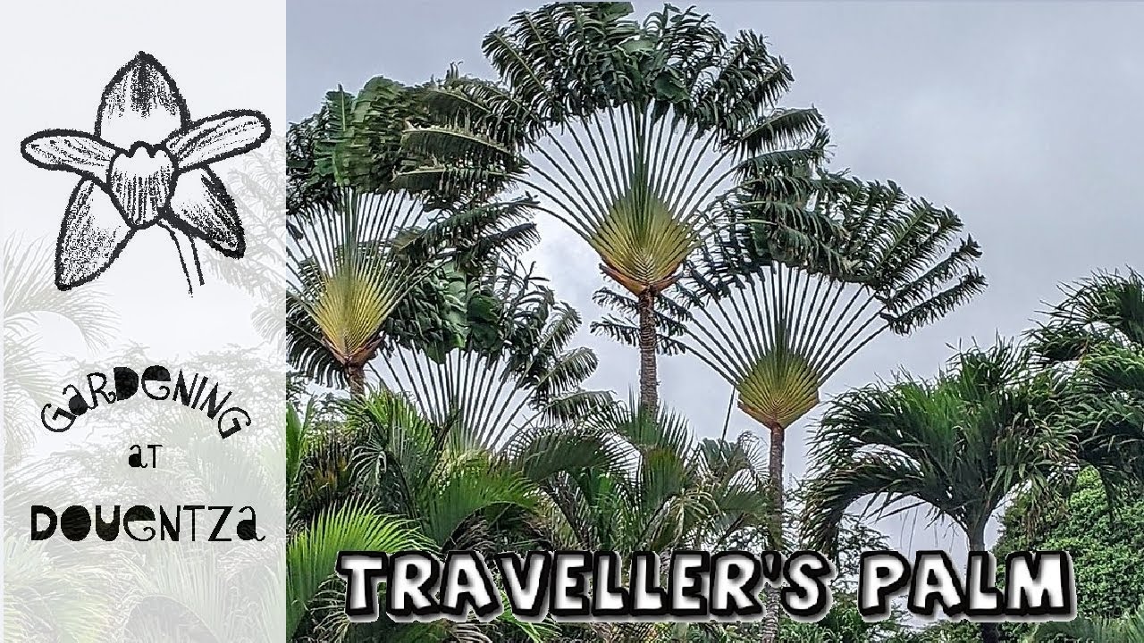Traveller's tree - Ravenala madagascariensis
