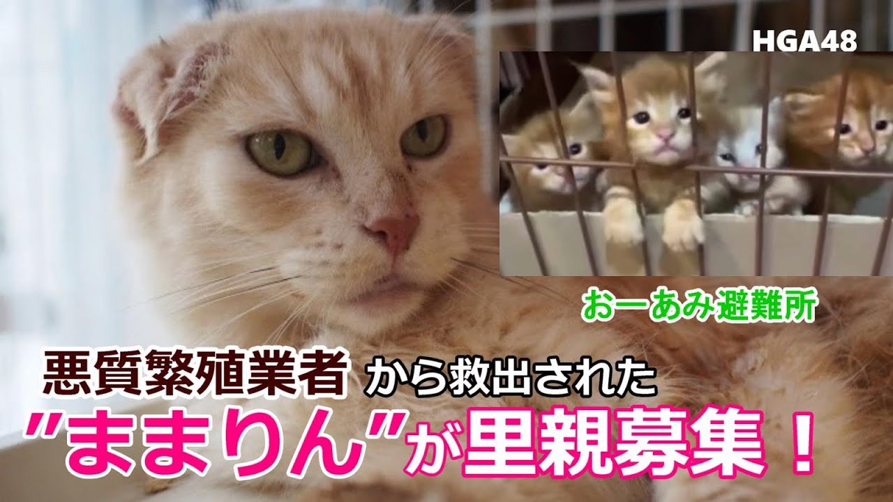 犬猫シェルター おーあみ避難所 が 悪質繁殖業者 から救出した ままりん の里親募集が始まりました Youtube