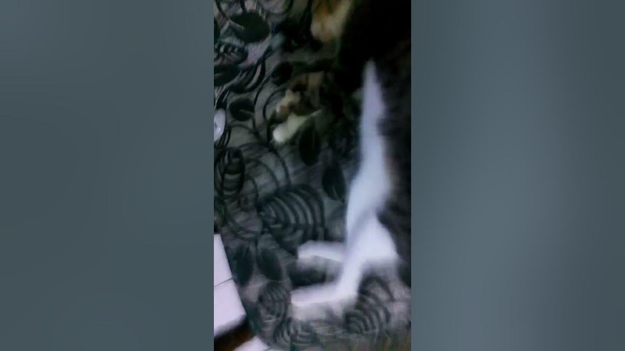 lagu kucing gemuk - YouTube