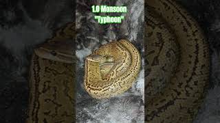 1.0 Monsoon "Typhoon" #monsoon #typhoon #viral #cute #shorts #short #cool #wild #snake #reptiles