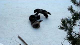 Wolverines Playing In The Snow