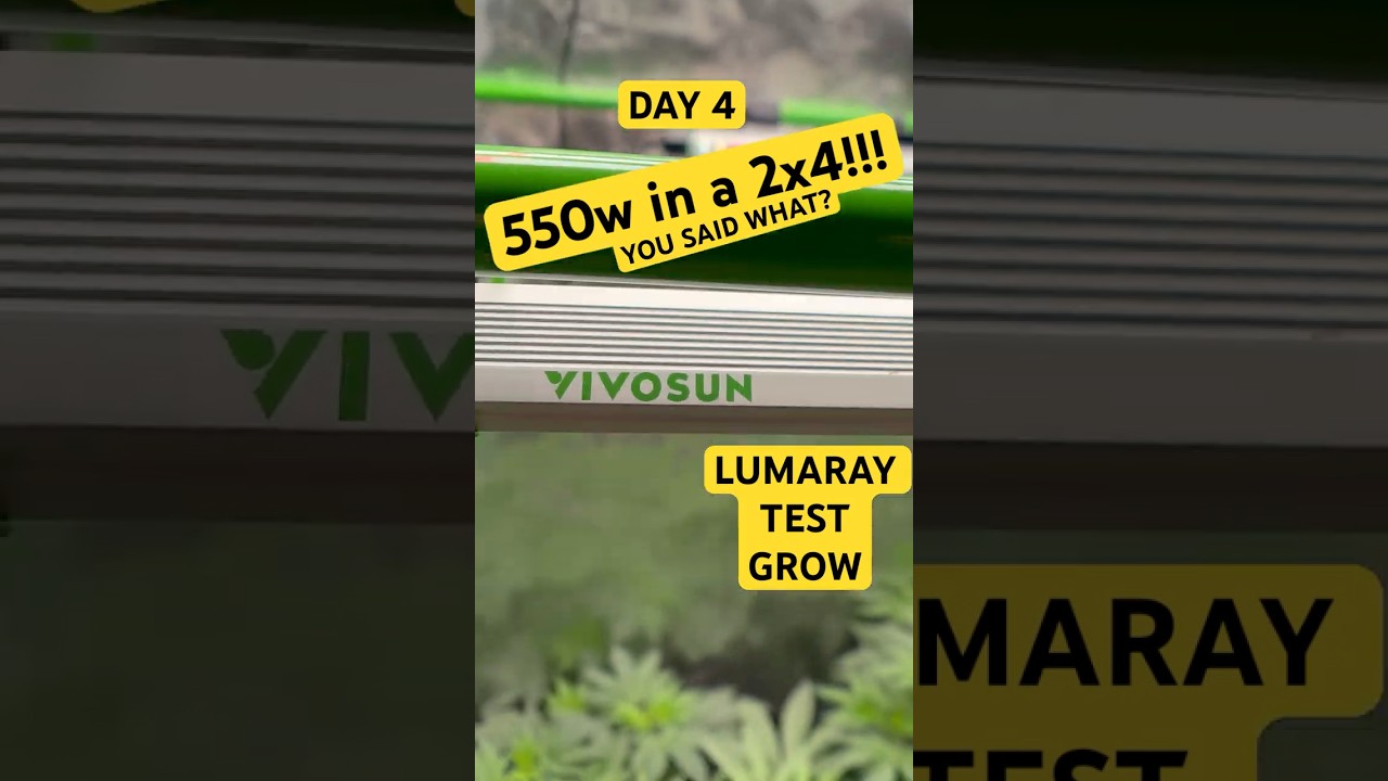 550WATTs IN A 2x4 TENT! (Lumaray test grow ) day 4