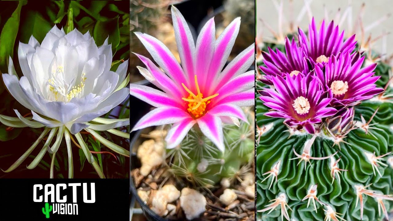 sol trolebús Suburbio TOP 10 Cactus Con Las Flores Mas Bonitas y Raras Del Mundo - YouTube