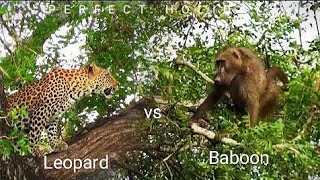 Baboon Fight Leopard | Lion Killed Baboon - #baboon #leopard