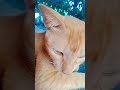 Orange Cat Relaxing &amp; Watching the Garden 😻🌿 | Peaceful Kitty Moments | Leelu Vibes