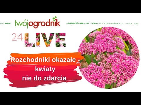 Wideo: Rozchodnik Duży