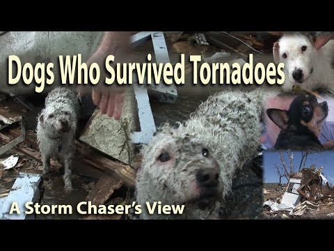 Dog that survived being sucked into tornado near Lithgow returns