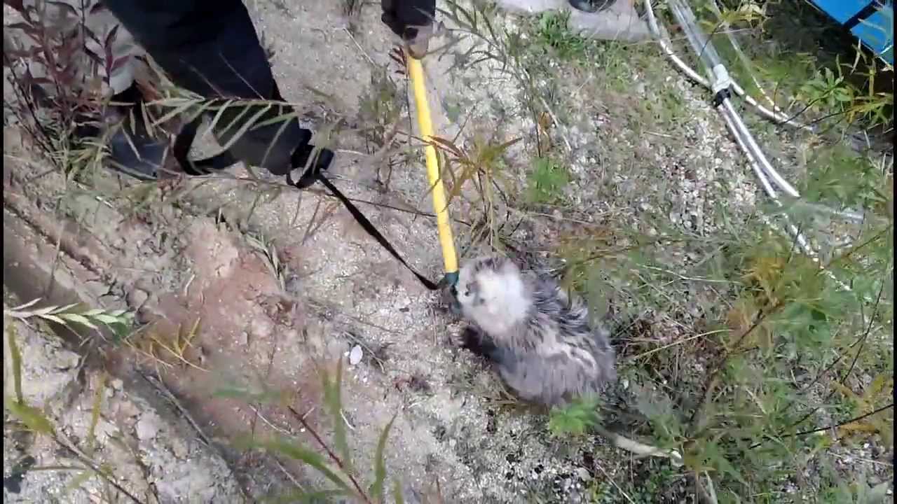 Possum Evicted From Under Hood Of Car ! YouTube