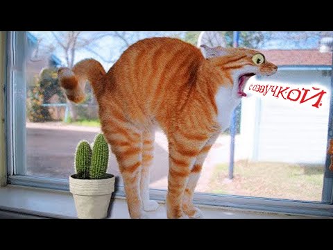 Приколы с котами! САМАЯ СМЕШНАЯ озвучка животных! Смешные коты!