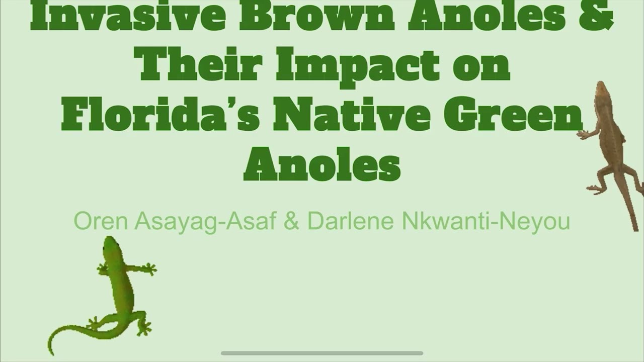 INVASIVE BROWN ANOLES' IMPACT ON NATIVE GREEN ANOLES ECOLOGY FINAL 11/30