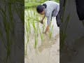 Rice Farming #RuralOriginalVideo #Farming #RiceFarming
