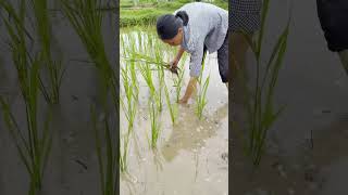 Rice Farming #RuralOriginalVideo #Farming #RiceFarming