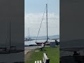 Seagulls at the Marina