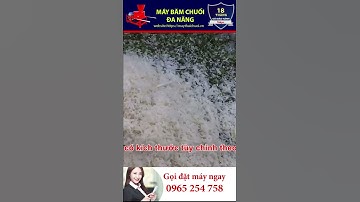 ✅Máy băm chuối mịn Tiền Giang l Máy băm chuối mịn mịn l Máy băm cây chuối, băm rau bèo cho gà, vịt