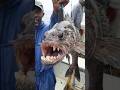 Disturbing Mutations Discovered in Creatures From Toxic Lakes
