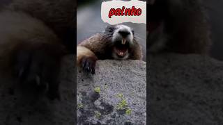 Painho Painhokd Meu Painho?