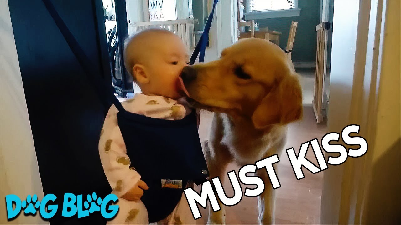 This Loving Dog Can't Stop Kissing His New Baby Brother