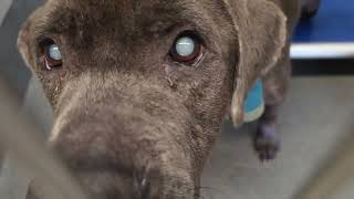 Acs A671528 2