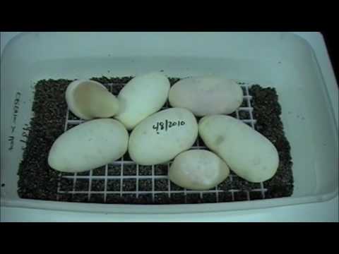 Pro Tips - Candling Eggs for Fertility