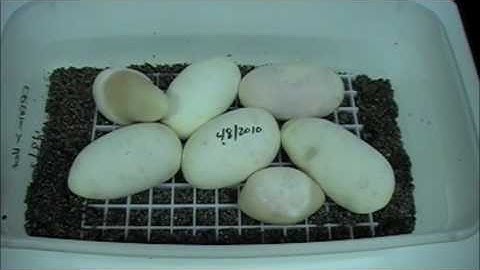 Pro Tips - Candling Eggs for Fertility