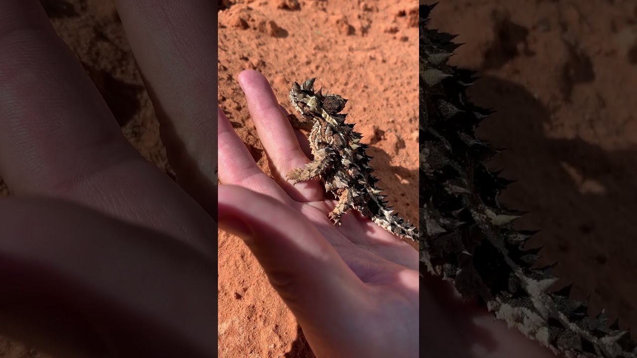 The Thorny devil 