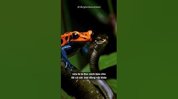 “Ếch Phi Tiêu Nguy Hiểm Nhất Thế Giới, Đẹp Đến Mức Gây Chết Người!” #ẾchPhiTiêu #ĐộngVậtĐẹpNhưngĐộc