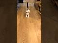 Morning Yoga with my Cat 🧘‍♂️🐱