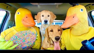 Rubber Duckys surprises Chucky & Hungry Puppy With Car Ride Chase