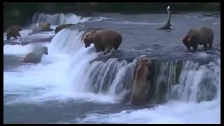 Bears fishing Медведи ловят рыбу