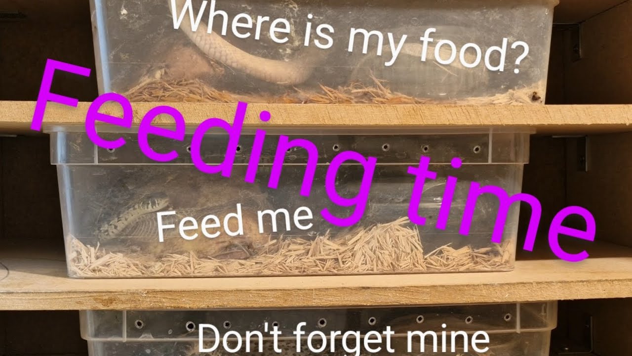 Photo inspiration: Garter Snake Feeding Timings Reference: Garter Snake Feeding Time Bonus Update At The End Of