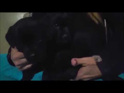 Vinieron 3 cachorritas Lab de La Paz, Emy fracturada y Tim INFLAMADO a ANIMAL HELP URUGUAY animal shelter manager