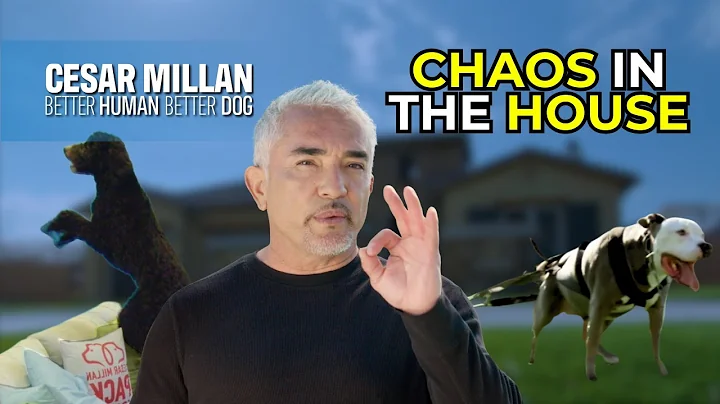 One Dog Fights. The Other Destroys. Both Need The Right Energy - Better Human Better Dog - S 1 Ep 3