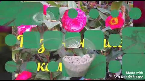 Размножение камелии
