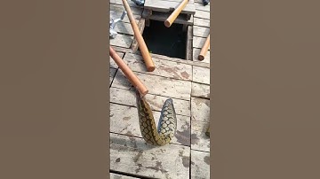 Câu Tôm Mà Dính Con Này | Con Gì Vậy Mọi Người #shorts #fishing